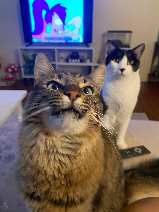 «Глупый и еще глупее».