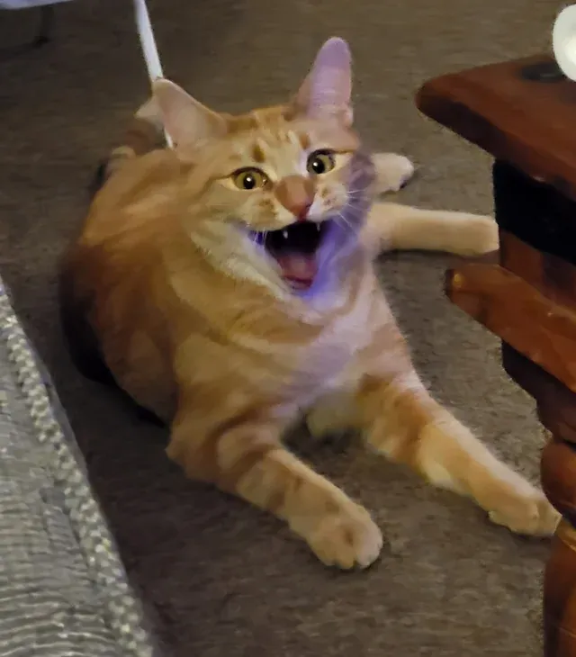 «Лео только что отпустил неудачную шутку».