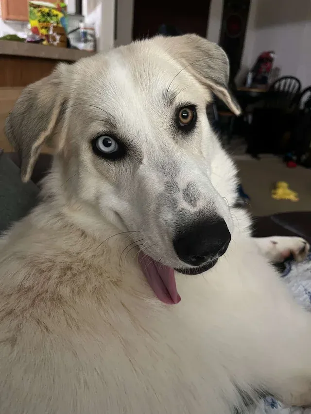 «У моей Шарлотты хорошее сумасшедшее лицо?»