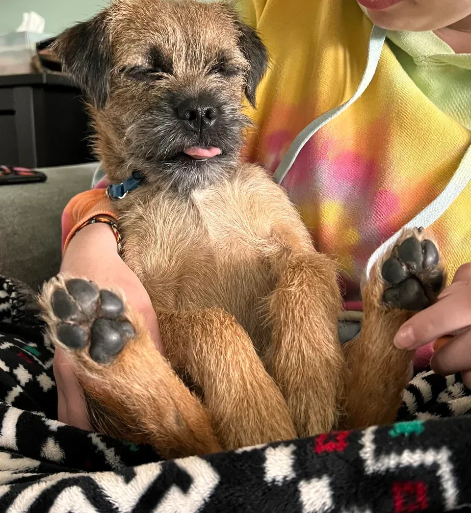 «Его зовут Стьюи, и он сумасшедший 24 часа в сутки 7 дней в неделю.»