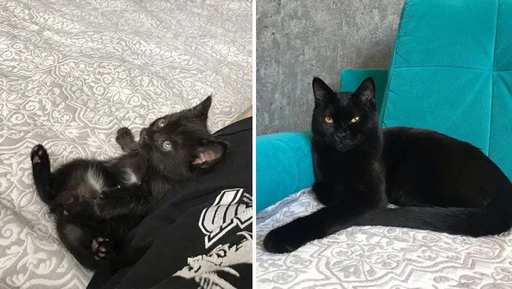 «Корм неси».