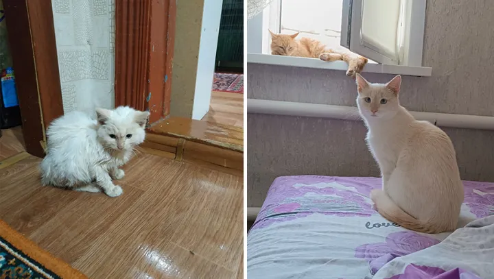 Преобразился благодаря любви и заботе.