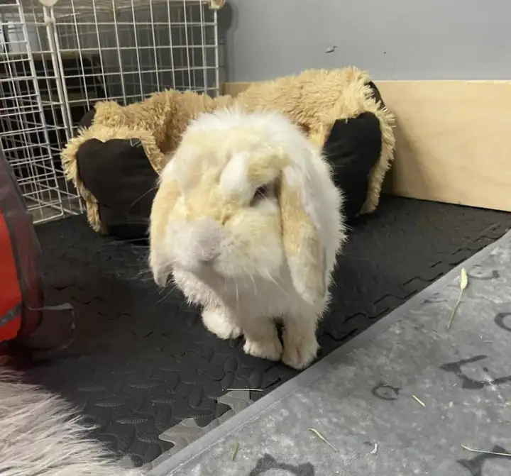 После нескольки помывок оказалось, что на самом деле он белый, а его шерсть пропиталась смолой и никотином из-за хозяина курильщика.