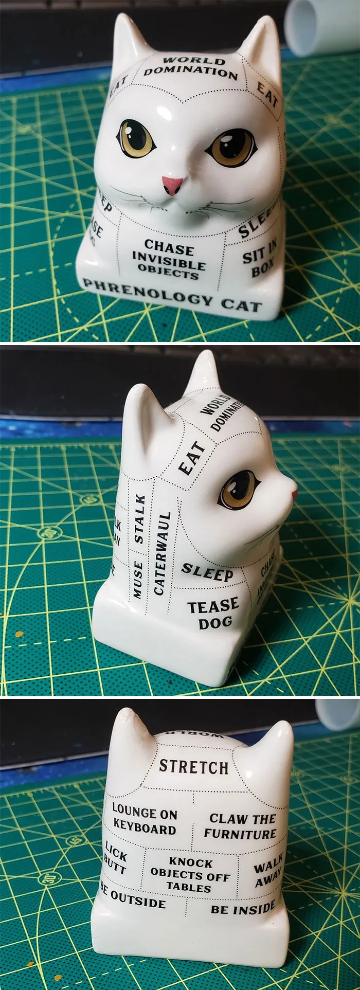 «Этот кот просто удивителен»