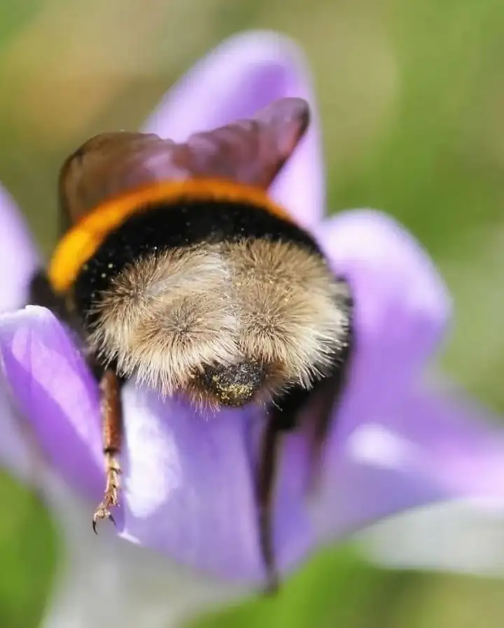 Отработав свою смену, шмель прилёг отдохнуть прямо на рабочем месте.