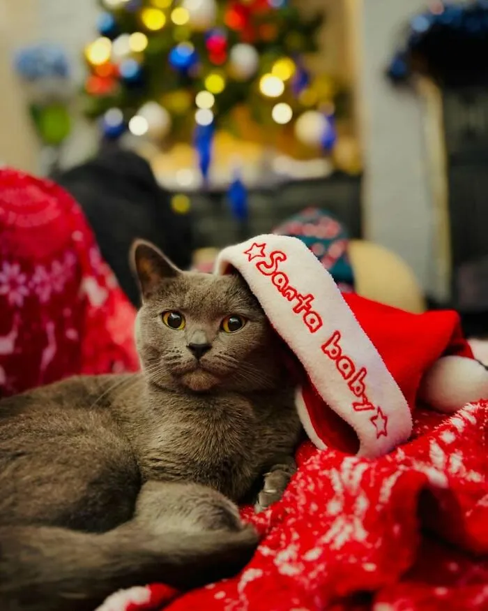 «Мой рождественский пушистик».