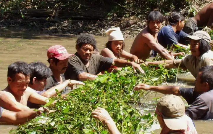 Северные аче практикуют коллективную рыбалку.
