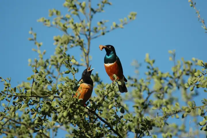 Эти причудливые птицы формируют сложные дружественные связи и охотно выкармливают птенцов друг друга.