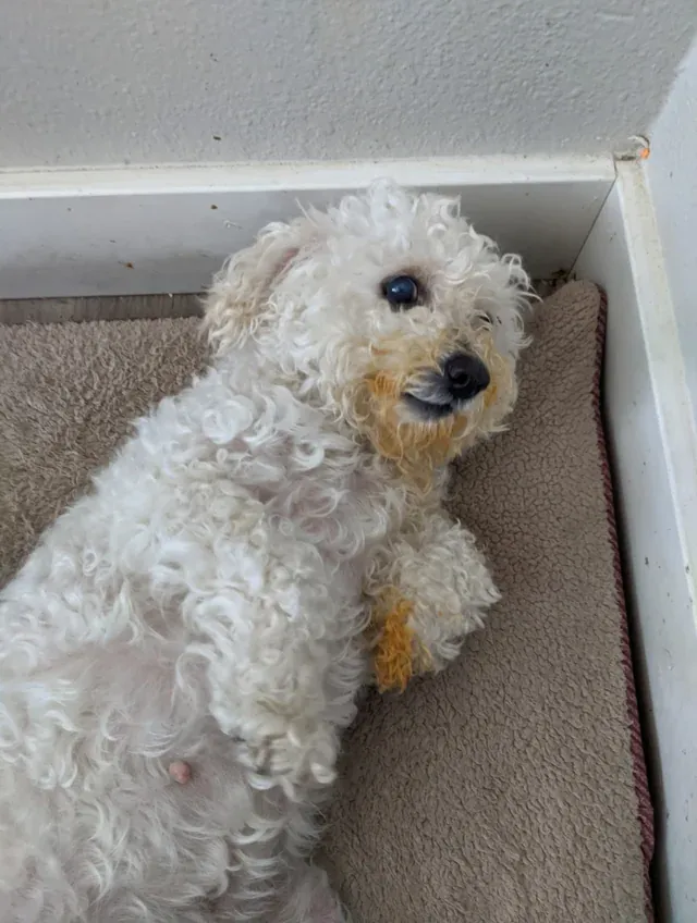 «Угадайте, кто совершенно случайно попал в тарелку со спагетти?»