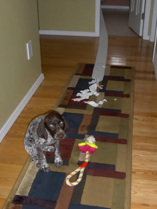 «Моя собака, когда она была щенком. Она была очень виноватым щенком».