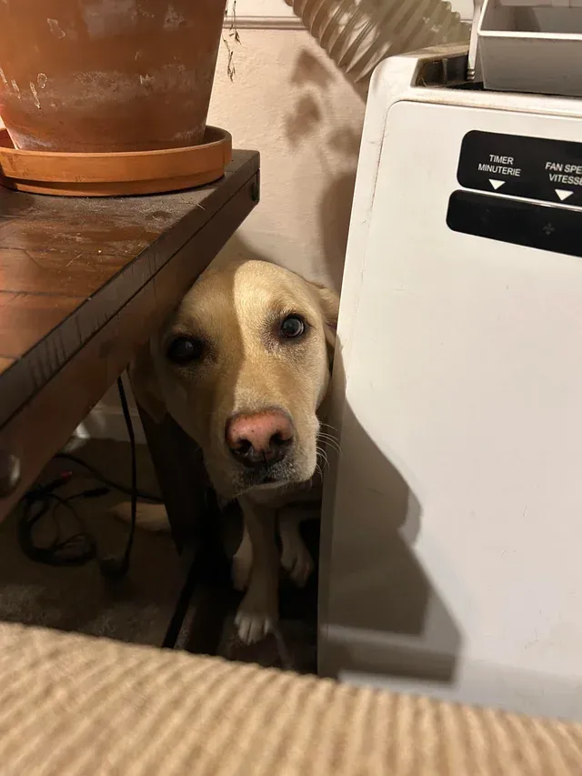 «Она съела ботинок».