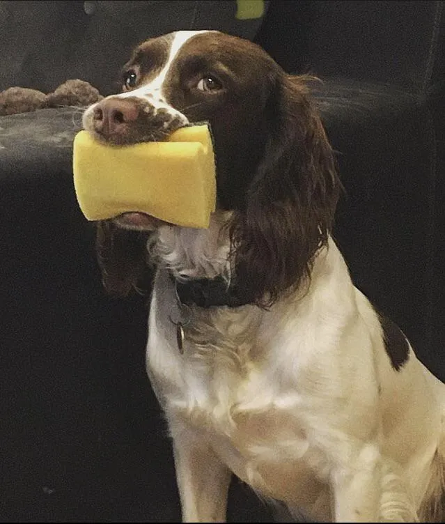 «Я ничего не знаю о пропавшей губке».