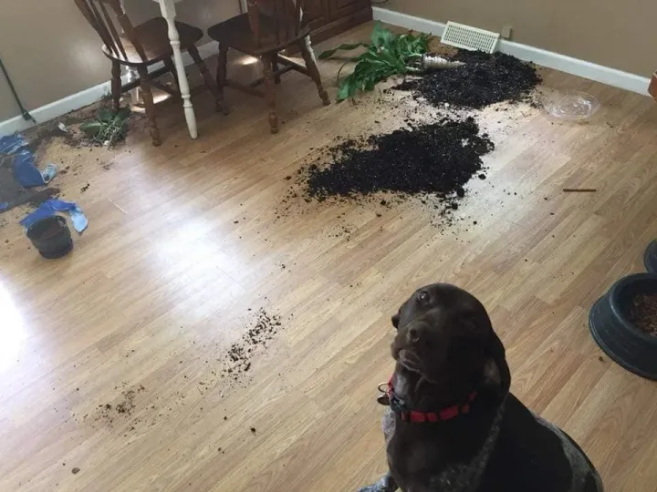 «Мама, слава богу, ты дома. Горшки взорвались!»