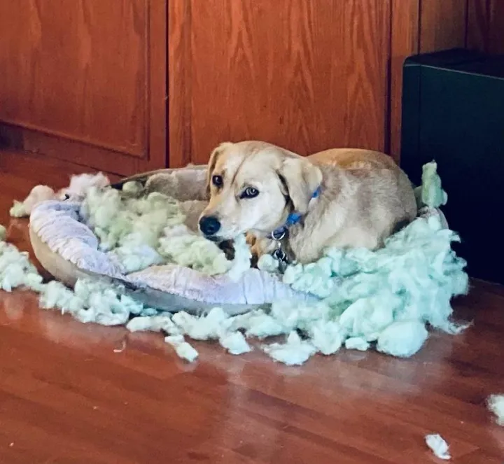 «Я нашёл лежанку такой!»