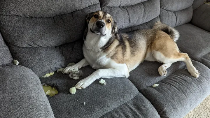 «Послушай, я знаю, как это выглядит, но я милый, так что это не мог быть я».