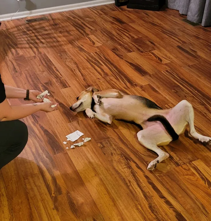 «Ответ Даррелла на мой вопрос: 