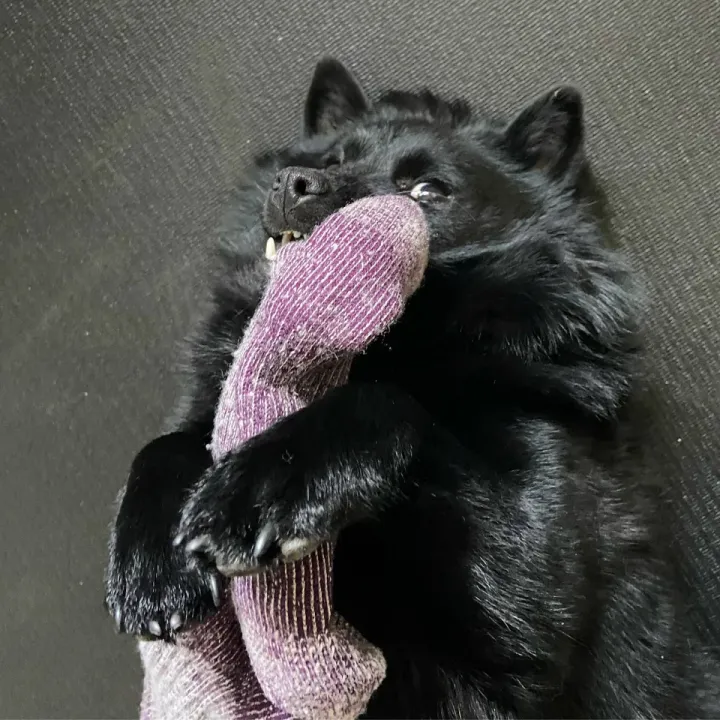 «Задержан вор носков».