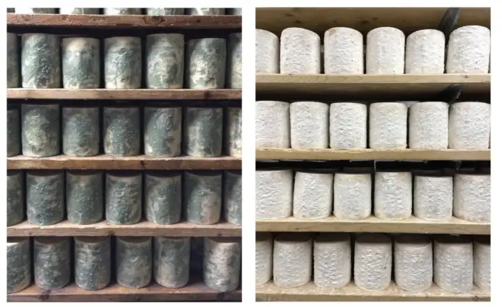 Плесень на корочке сыра: изначально зелёная и эволюционировавшая спустя несколько лет.