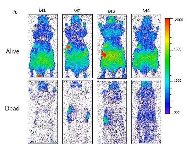 На этом снимке хорошо видно, как угасает свет мыши после её смерти.