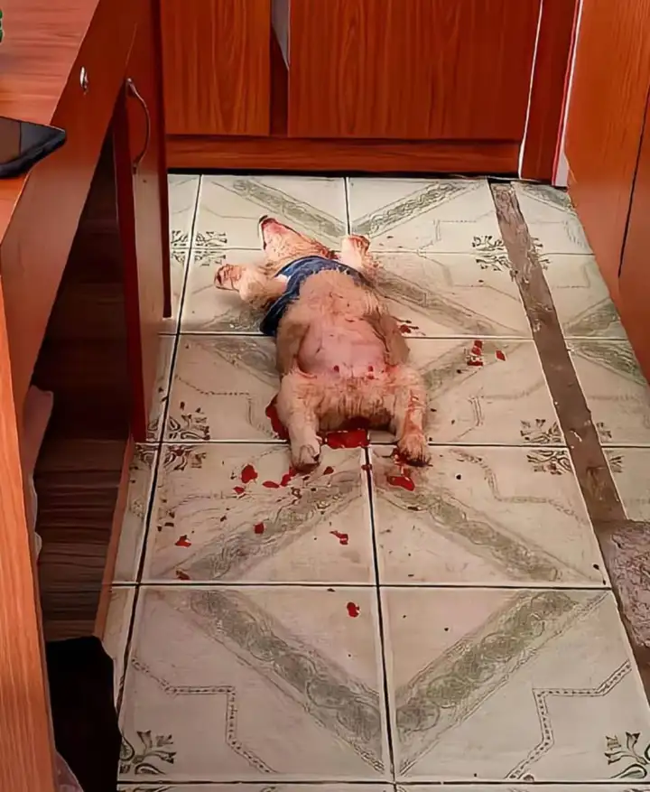 В Твиттере завирусились ужасающие кадры с корги, объевшегося ягодами.