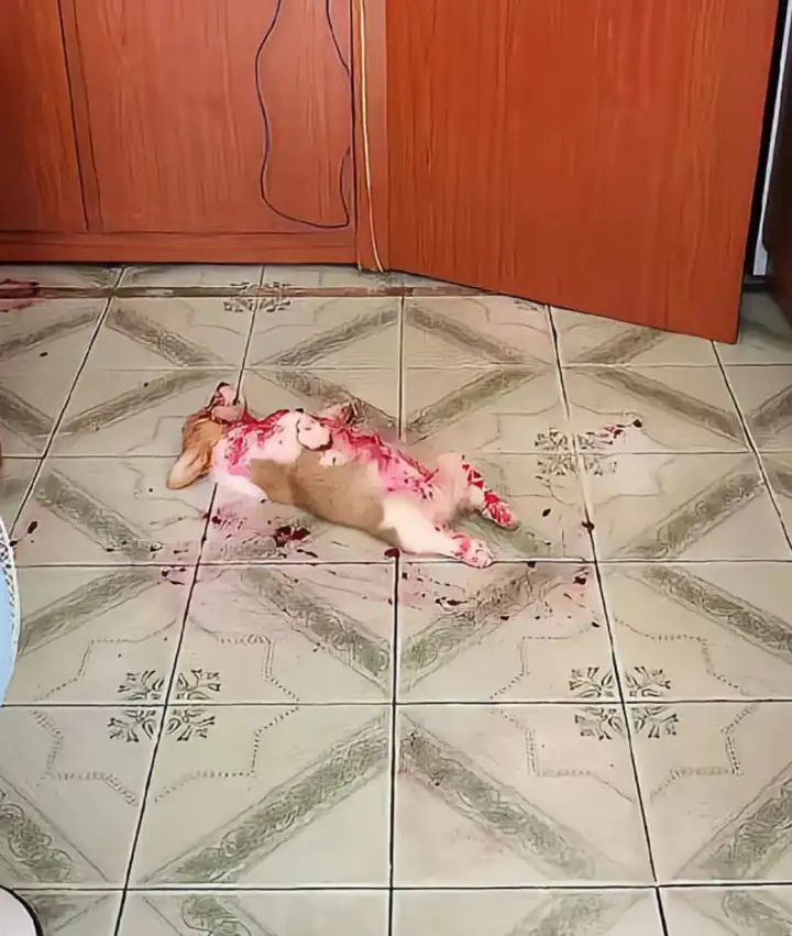 Любопытный корги умудрился перевернуть на себя целую миску, доверху наполненную свежими ягодами.