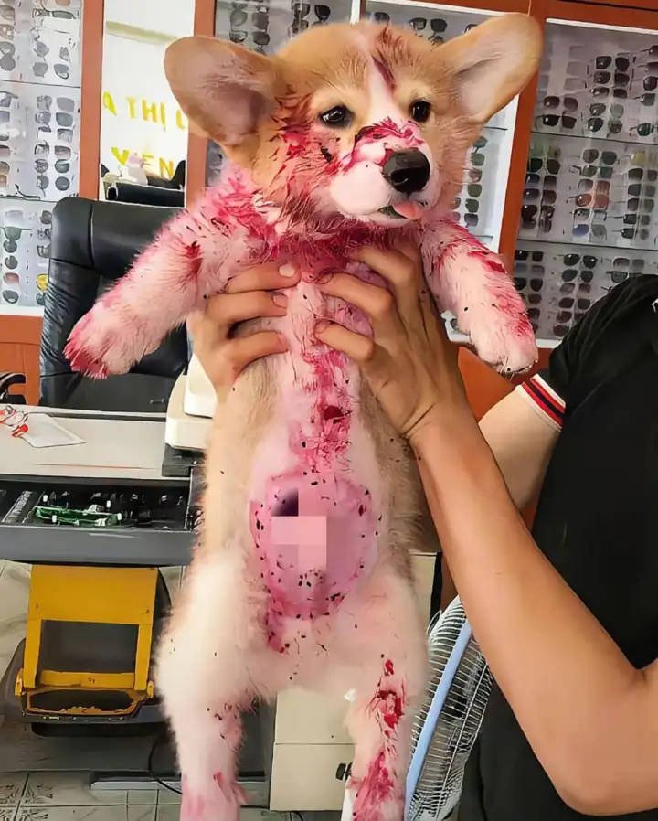 Не растерявшись, пушистый проказник не только доел рассыпавшееся угощение, но и сладко уснул прямо на месте «преступления».