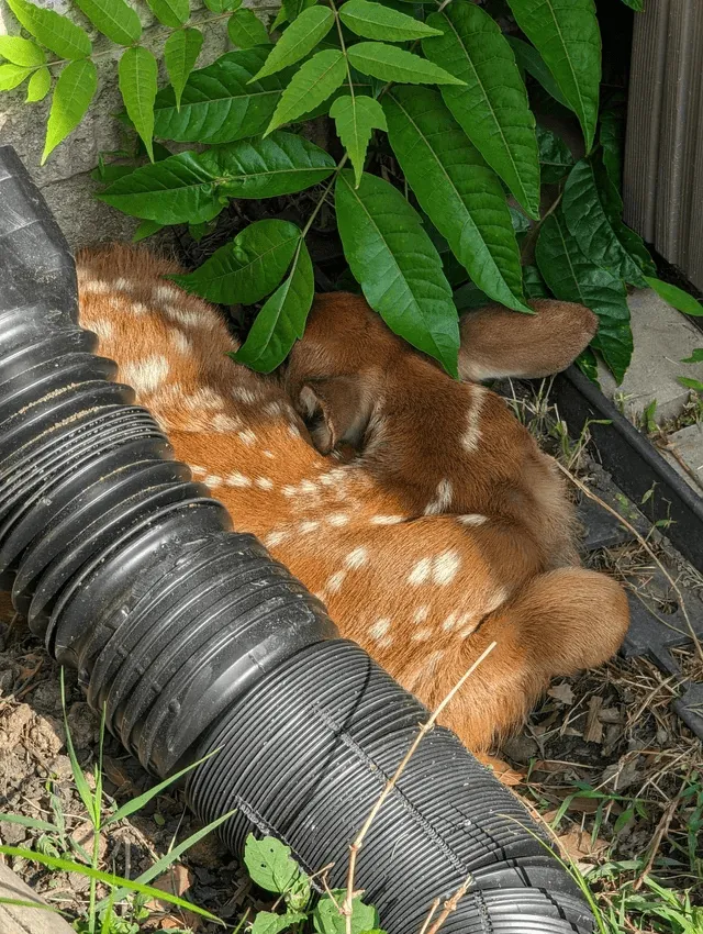 «Сегодня у нас был неожиданный гость».
