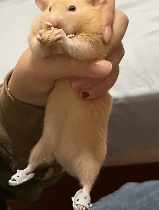 «У мистера Робина есть свои тапочки с акулами».