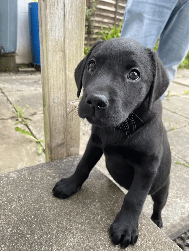 «Пегги передает всем привет!»