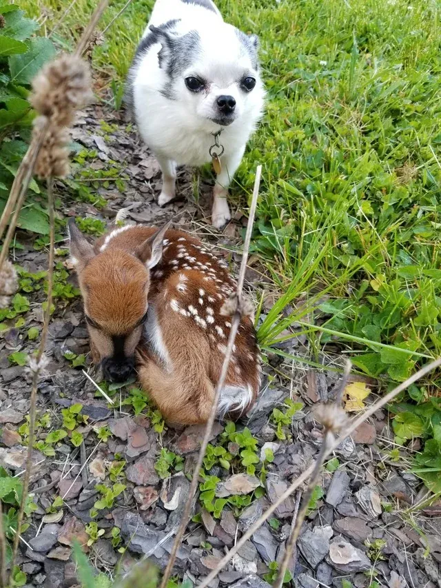 «У моих родителей во дворе появился олененок (и чихуахуа для масштаба)».