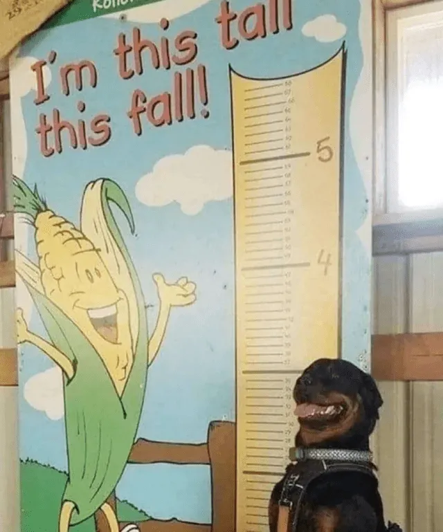 «Хороший мальчик такой высокий!»