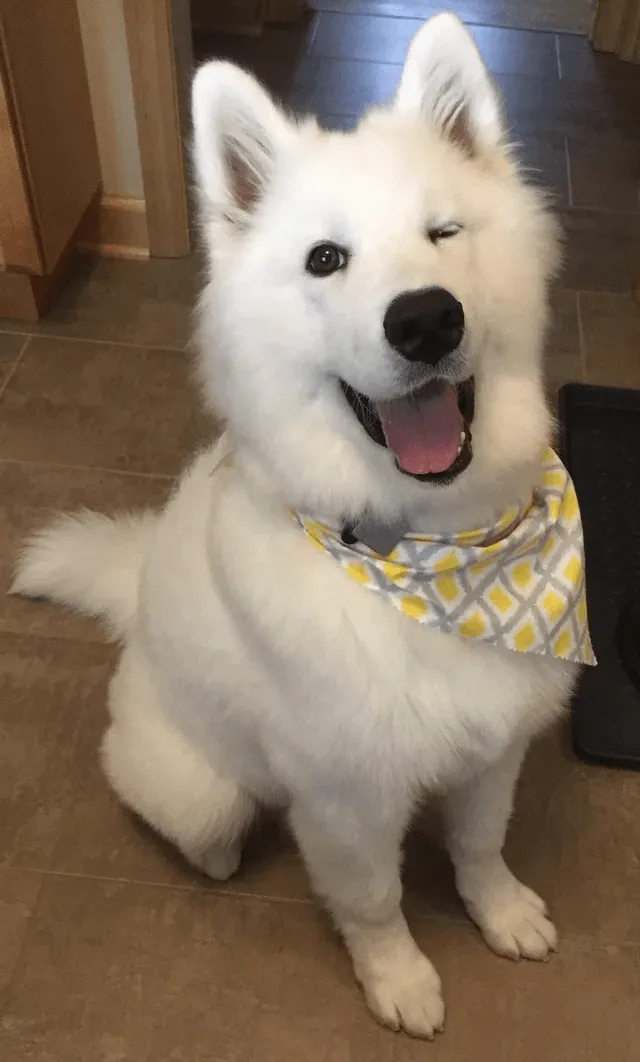 «Спрячьте своих дам. Этот парень только что от парикмахера».