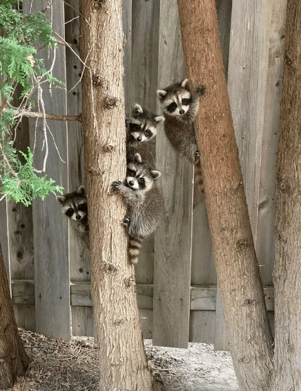 «Семья енотов у меня во дворе».