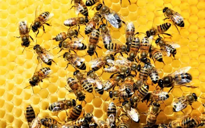 «Пчелы, осы и шершни. В большинстве случаев они меня не трогают, но, если одна из них пролетит мимо, я буду испытывать невыносимый стресс».