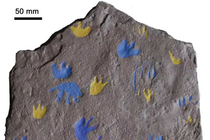 Следы нашего сухопутного предка.