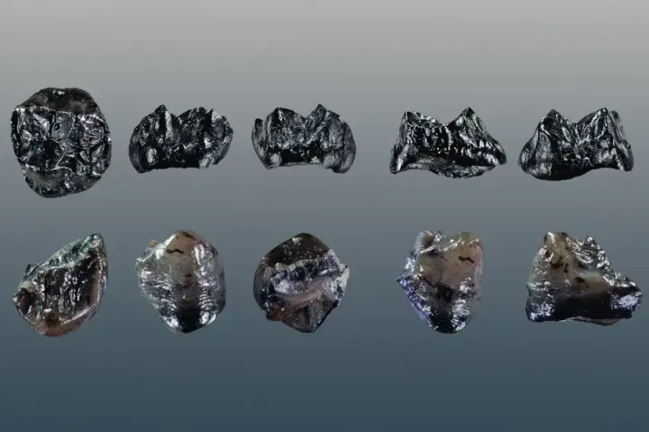 Окаменелые зубы самой маленькой обезьяны.