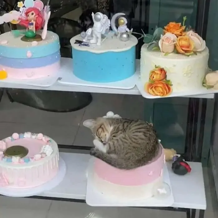 Самый вкусный тортик.