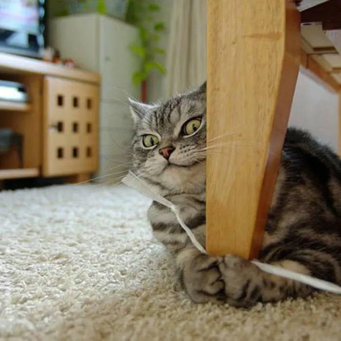 Это хитрое «лицо» великолепно.