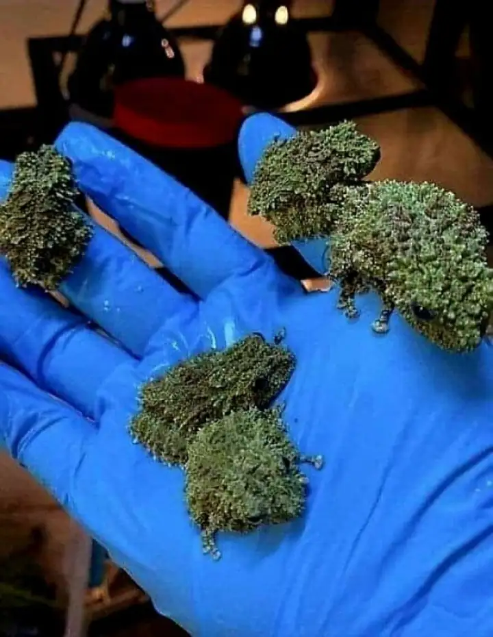 Theloderma Corticale, также известна как 